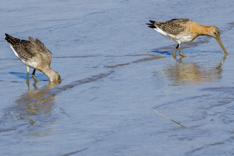 Barges à queue noire